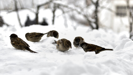 Field sparrows in winter.