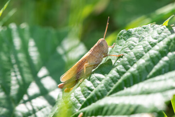 Macro shot of a rufous grasshopper (gomphocerippus rufus)