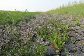 a big group blooming sea lavender with purple flowers in a salt marsh in dutch estuary in zeeland in summer