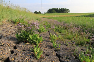 a salt marsh and the seawall of the westerschelde sea with purple sea lavender and green grasses in summer