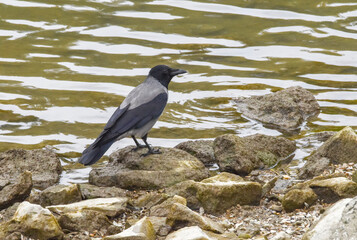 Hooded crow perched on dry autumn tree

