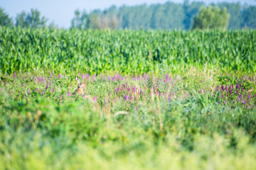 rabbit grass and flowers, hare