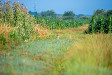 rabbit grass and flowers, hare