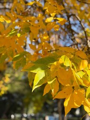 yellow maple leaves