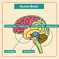 Human Brain - Anatomical Illustration