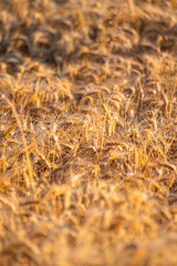golden wheat field