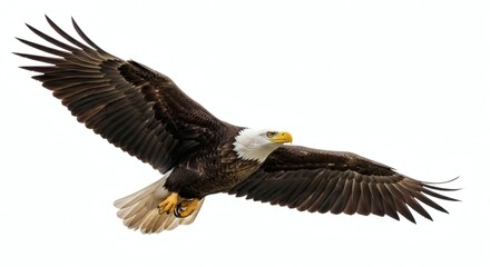 Obraz premium Bald Eagle Flying, Isolated on White Background, Majestic Bird, isolated on white background