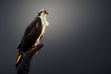 A majestic osprey bird of prey perched on a branch in warm golden sunset light, isolated against a smooth gradient background