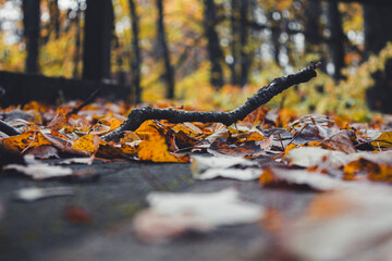 Fallen Branch on Forest Floor with Autumn Leaves