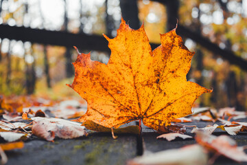 Close Up of Bright Orange Maple Leaf
