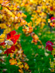 Herbstlich bunt gefärbtes Weinlaub am Weinstock