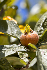 A close-up shot of a single, fuzzy, unripe loquat fruit growing on its tree. The vibrant green leaves and a blurred blue sky provide a beautiful natural backdrop on a sunny day.