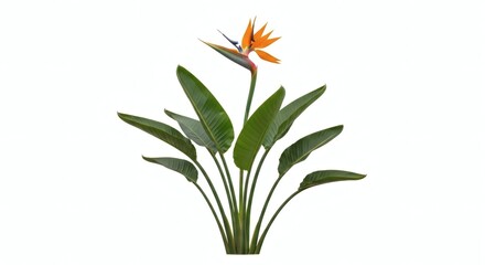 Bird of Paradise Flower Tropical Plant, Isolated on White, isolated on white background