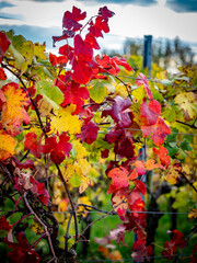 Herbstlich bunt gefärbtes Weinlaub am Weinstock