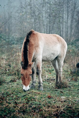 Fototapeta premium Wild horses in nature