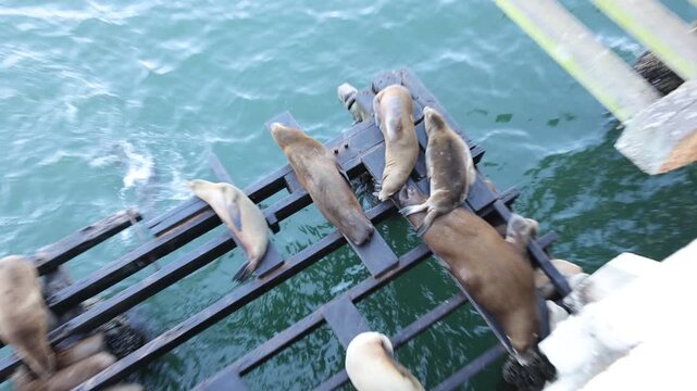 Wild Sea Lions in California