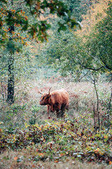 Scottish Highland Cattle on a Meadow