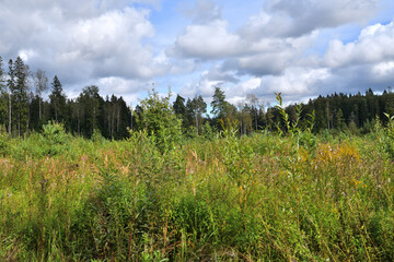Beautiful Russian landscape with a tall grass, pine and fir trees