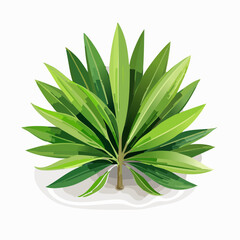 Fototapeta premium Jolie plante verte à feuilles longues et fines, isolée sur fond blanc, 