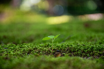 Growth
