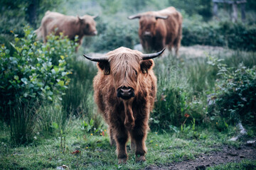 Scottish Highland Cattle on a Meadow