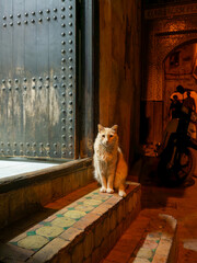 A cat sits in front of a door in the medina of Fez