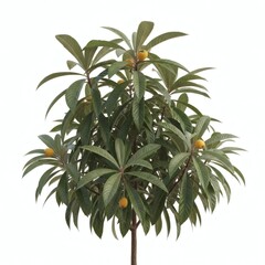 Loquat Tree with Fruits Isolated on White Eriobotrya Japonica, isolated on white background