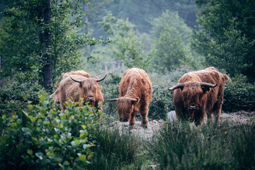 Scottish Highland Cattle on a Meadow