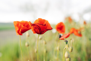 Poppies in a Field