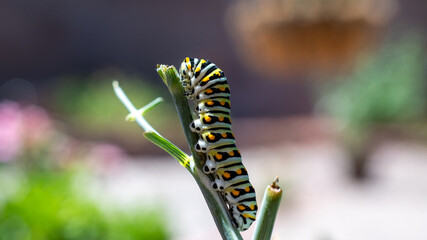 Black Swallowtail Caterpillar on Green Plant Stem 