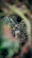 Owl sitting in a tree