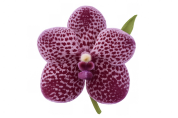 Purple spotted vanda orchid bloom with green leaf, isolated tropical flower on transparent background