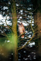 Owl sitting in a tree