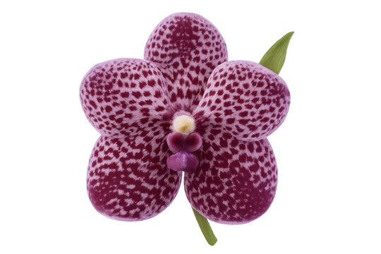 Purple spotted vanda orchid bloom with green leaf, isolated tropical flower on transparent background