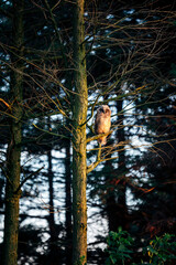 Owl sitting in a tree