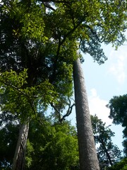 Fototapeta premium Looking Up to Nature’s Glory