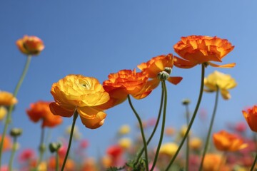 Obraz premium orange and yellow ranunculus flowers against a blue sky