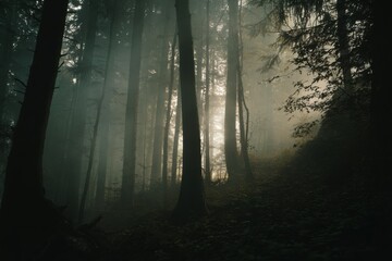 Fototapeta premium mysterious forest with tall trees in a misty light