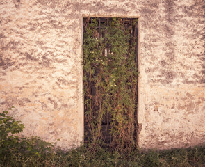 puerta de una casa abandonada cubierta por una enredadera 