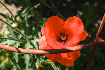 Vibrant orange poppy flower blooming amidst green foliage and rustic metal fence