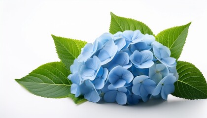 light blue hydrangea flowers with green leaves on white background