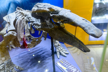 Dinosaur skull fossil on display, showcasing ancient marine life at a museum exhibit