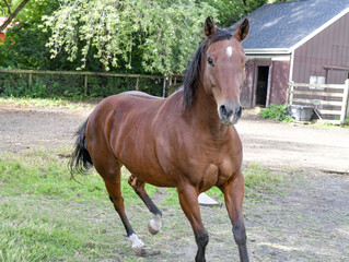 Fototapeta premium Brown horse in the paddock pasture