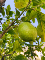 Green citrus fruit hanging from tree branch surrounded by vibrant green leaves