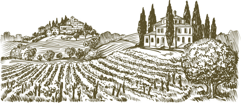 Vintage Illustration of a Tuscan Countryside Landscape with Vineyard Fields and Villas on Rolling Hills