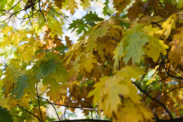 Early Autumn Oak Foliage with Mixed Colors