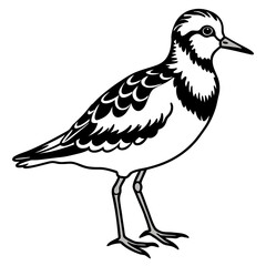 Ruddy Turnstone Silhouette Vector Illustration on White Background