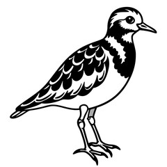 Ruddy Turnstone Silhouette Vector Illustration on White Background
