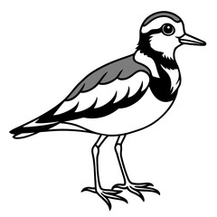 Ruddy Turnstone Silhouette Vector Illustration on White Background