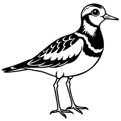 Ruddy Turnstone Silhouette Vector Illustration on White Background